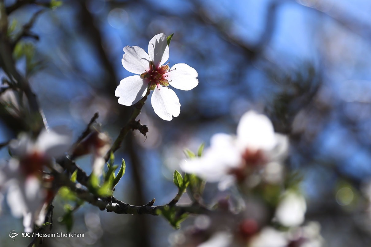 تهران خلوت و بهاری دیدنی تر از هر زمان دیگری است. خواه علت رفتن تهرانی ها به سفرهای نوروزی باشد یا رعایت پروتکل های بهداشتی برای مبتلا نشدن به بیماری کرونا در این روزهای بهاری هرجای تهران که فکرش را بکنی دیدنی است.