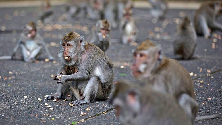 میمون‌های قاتل در هند پس از کشتن ۲۵۰ قلاده سگ به دام افتادند