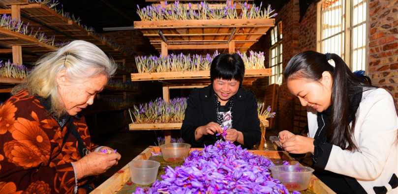 چین در بازار زعفران ایران به دنبال چیست؟/ همدستی چین و افغانستان مقابل زعفران ایرانی