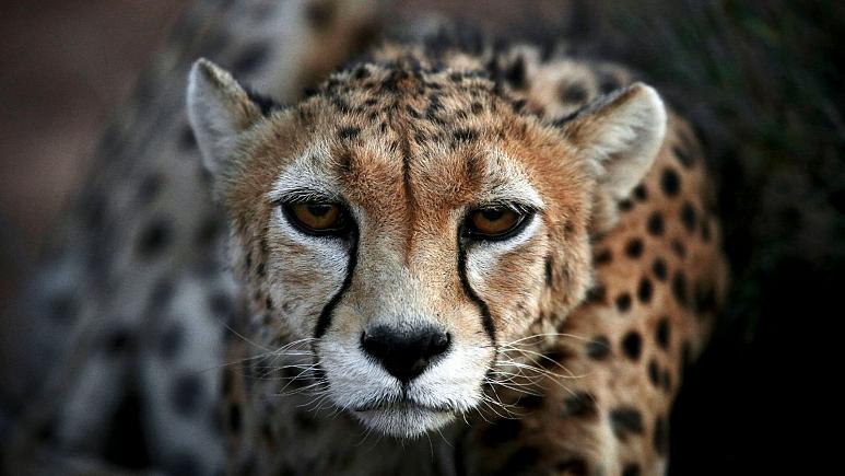 تنها ۱۲ قلاده یوزپلنگ در ایران باقی مانده است