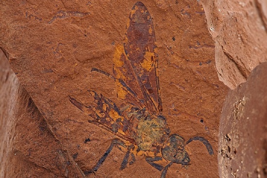کشف فسیل‌های شگفت‌انگیز از قلب مرده استرالیا