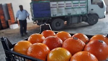 میوه‌های صادراتی برگشت خورده چه می‌شوند؟