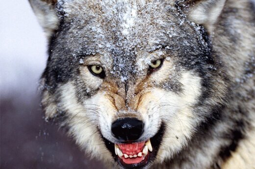 خطر حمله گرگ‌ها به مناطق مسکونی