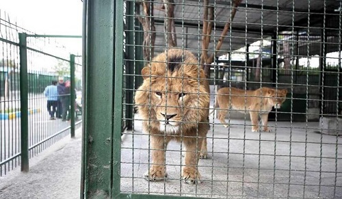 شیرهای پارک وحش اراک به قفس بازگردانده شدند