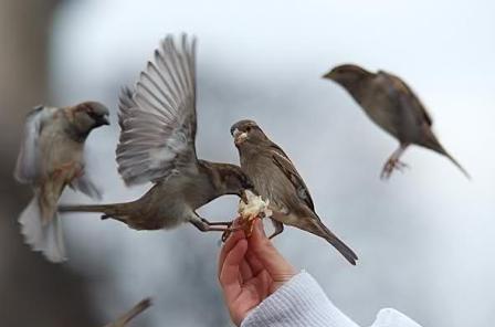 غذا دادن به پرندگان