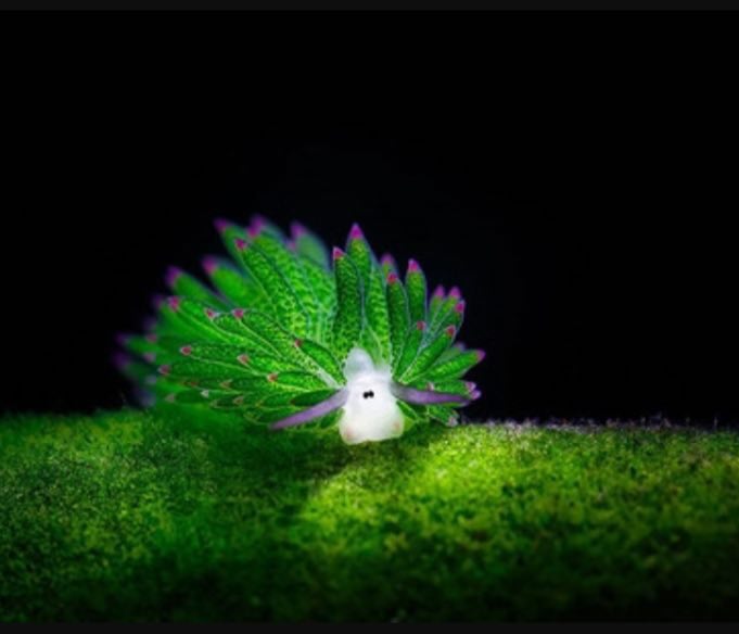 گوسفند دریایی