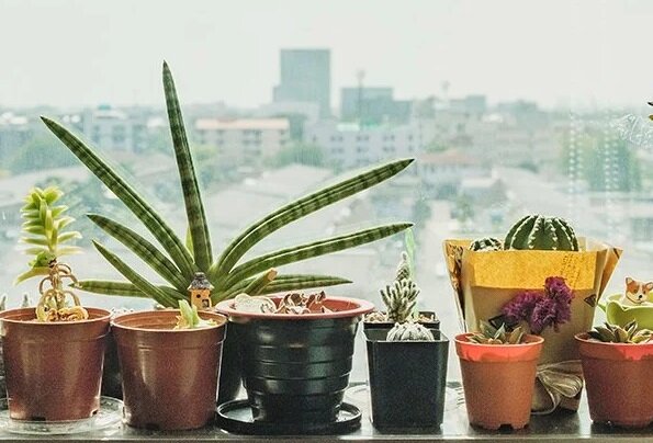 تاثیر گیاهان آپارتمانی بر کاهش آلاینده NO ۲