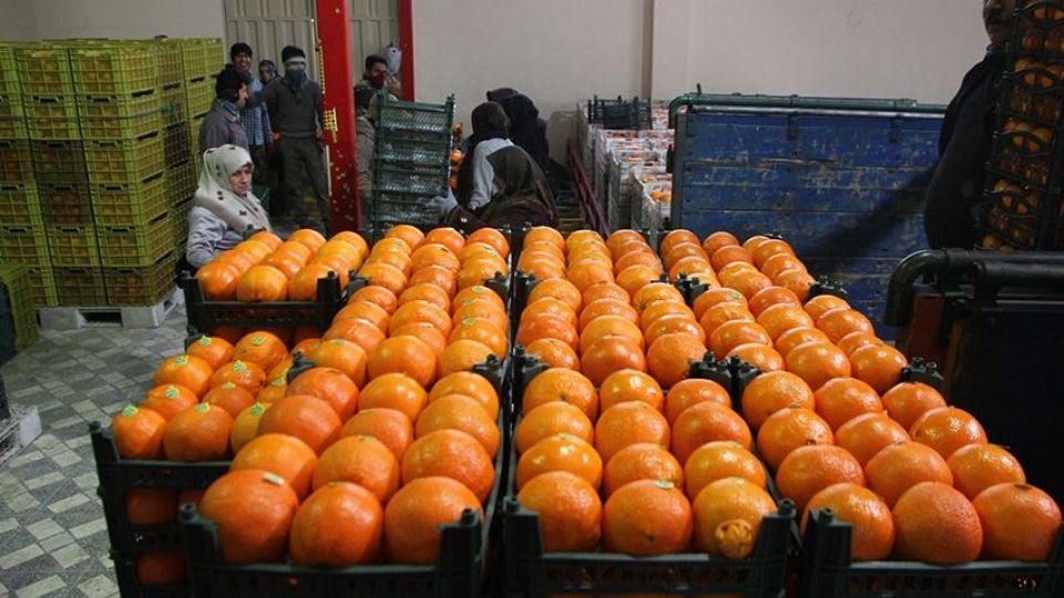 قیمت میوه دولتی شب عید تغییر می‌کند