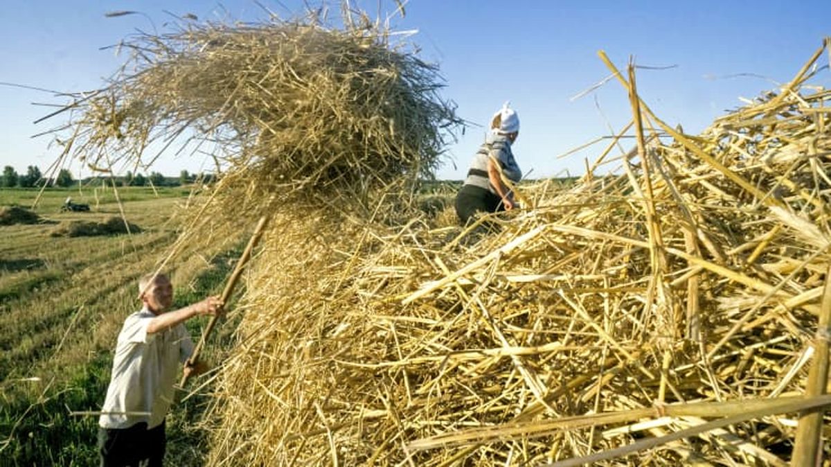  روسیه بزرگ‌ترین صادر کننده گندم در جهان