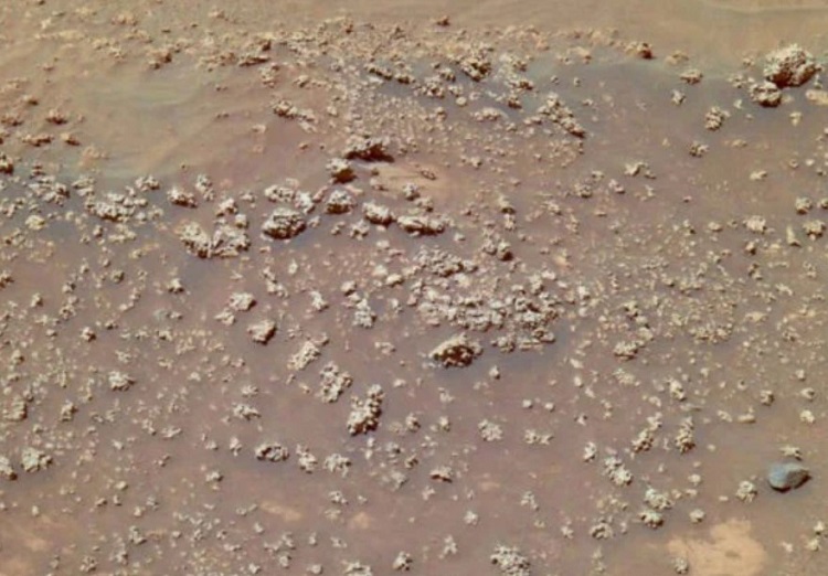  گل در مریخ