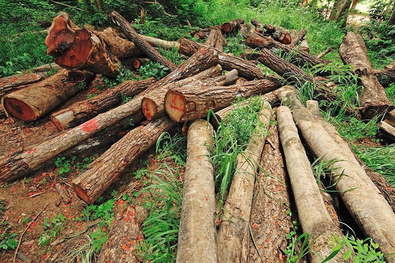 عوارض قطع درختان جنگلی
