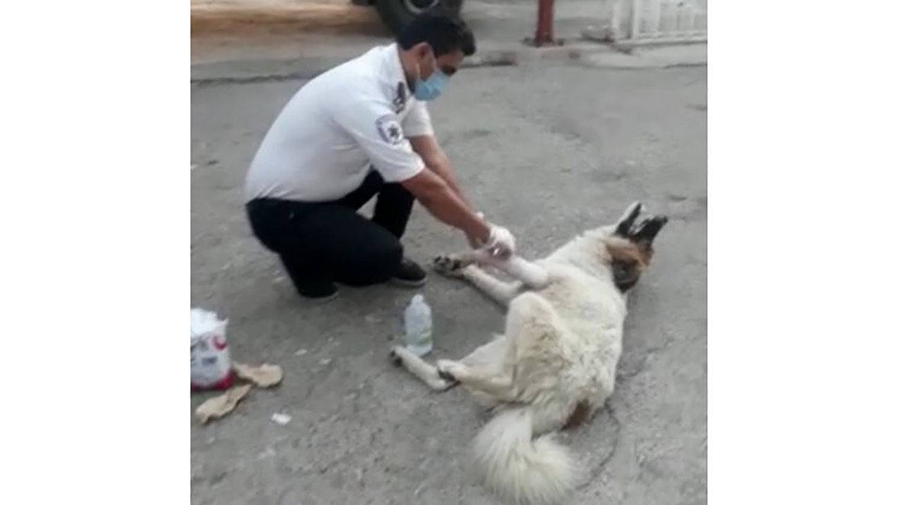 ماجرای عجیب پناه بردن یک سگ به اورژانس جاده‌ای باشت + فیلم