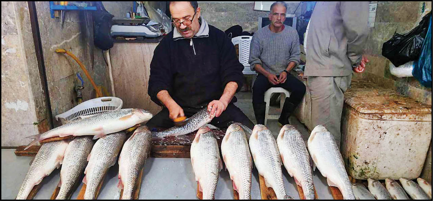 قیمت ماهی 