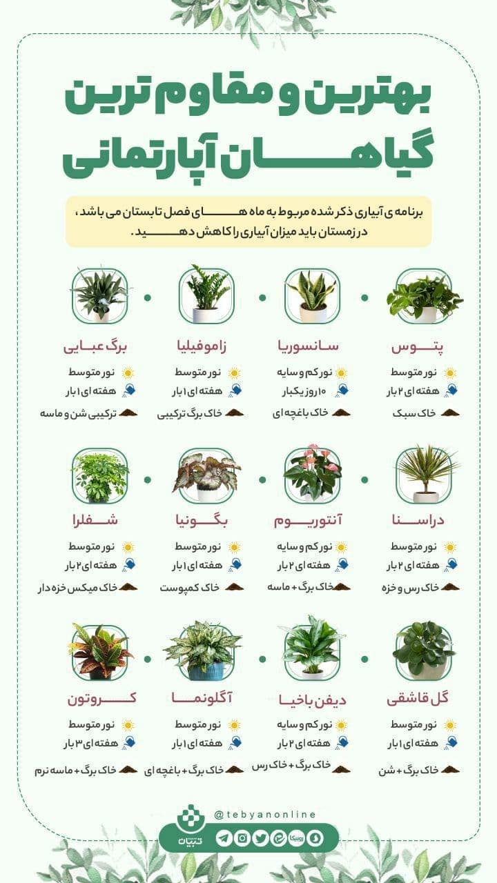 مقاوم‌ ترین گیاهان آپارتمانی