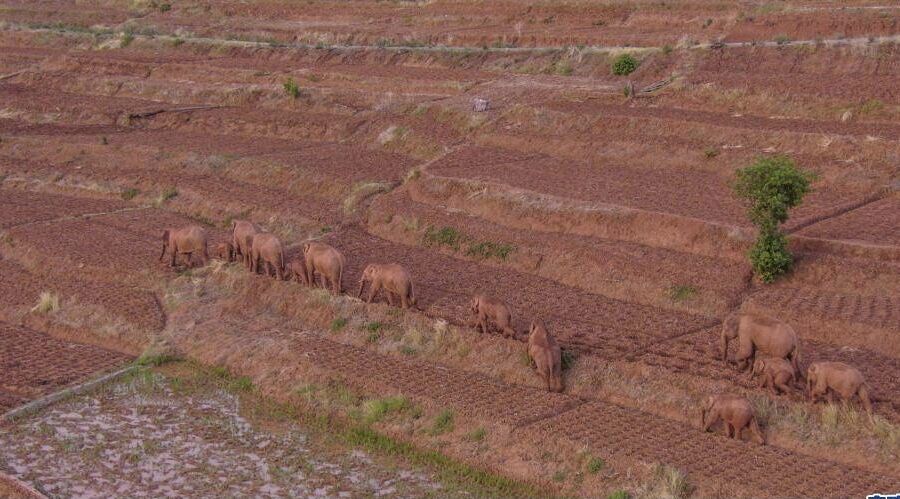 گله فیل‌ها در چین به سمت زیستگاه اولیه می‌رود (به همراه تصاویری از ۱۵ ماه تعقیب گله)
