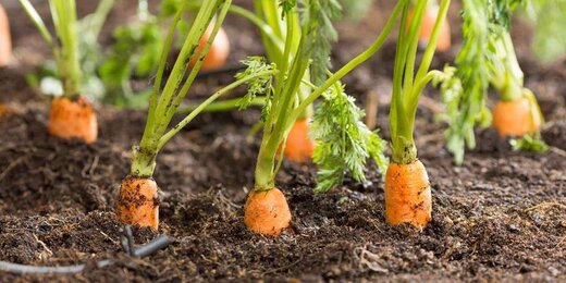 دلیل افزایش قیمت هویج
