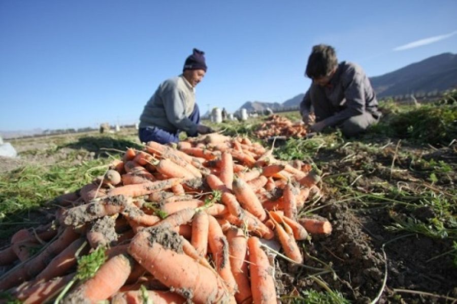 خرابی هویج‌ها به دلیل گرانی بی‌سابقه آن در بازار
