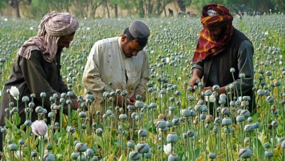 ترک وابستگی طالبان به مواد مخدر