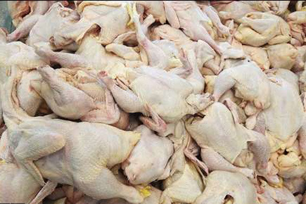 صنعت مرغ ایران تعطیل می‌شود
