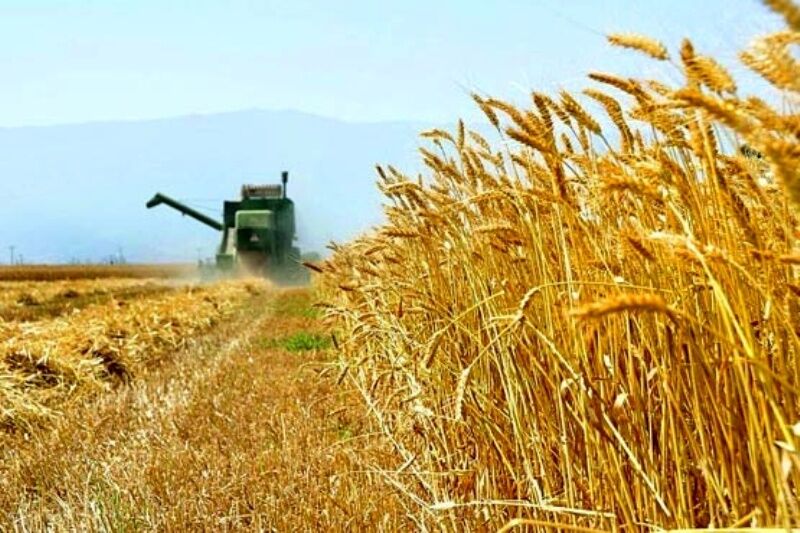 نرخ جدید خرید گندم از کشاورزان اعمال شد