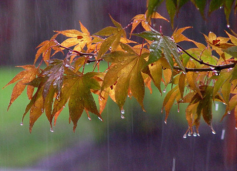 وضعیت بارش در پاییز امسال