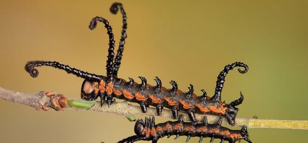 تصویر حشره Brahmin Moth Caterpillar