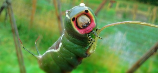 تصویر حشره Puss Moth Caterpillar