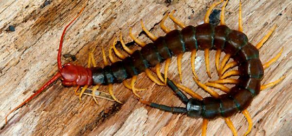تصویر حشره Giant Centipede