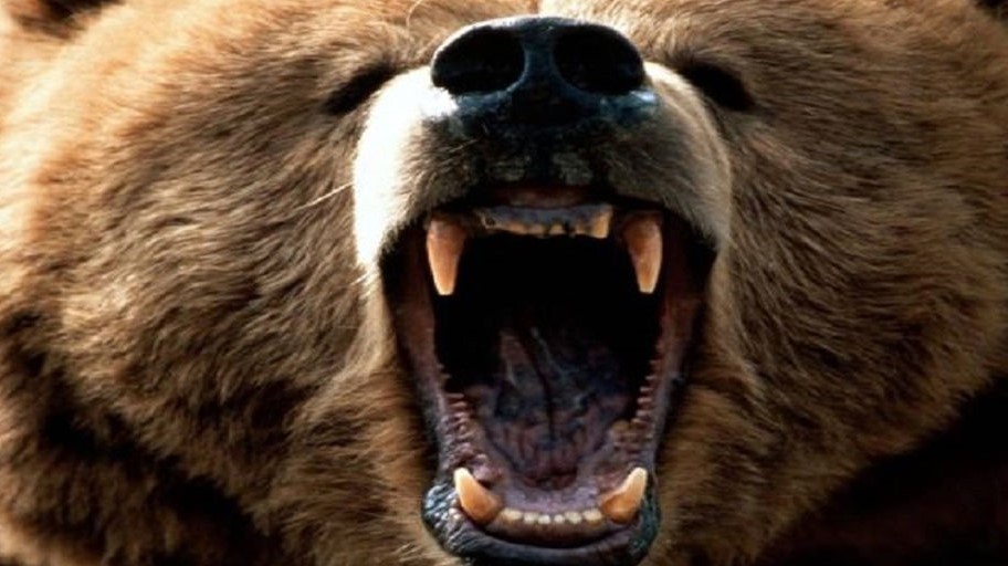 حمله خرس به یک چوپان