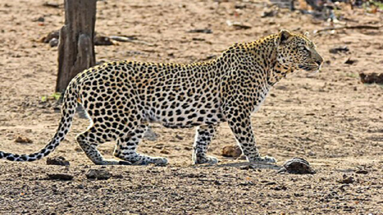 Хищники дикой африки видео. Африканские животные. Африканские Хищные животные. Леопард в Африке. Животные Африки леопард.