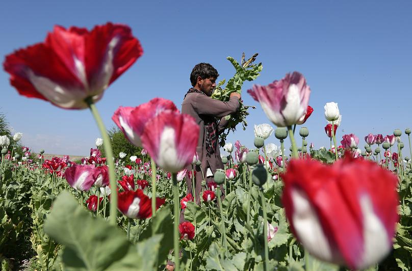 افغانستان سلطان تریاک جهان