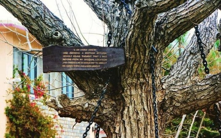 ماجرای عجیب درختی که در بازداشت است 