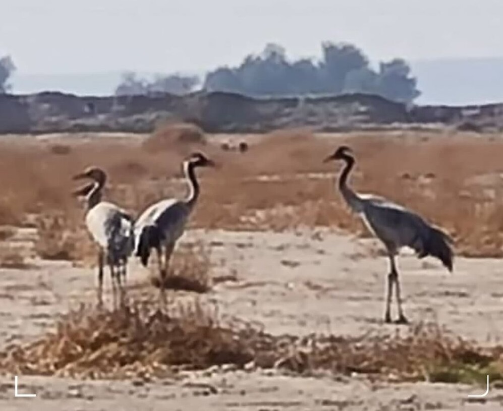 مشاهده یک پرنده در معرض انقراض در کرمان+تصویر