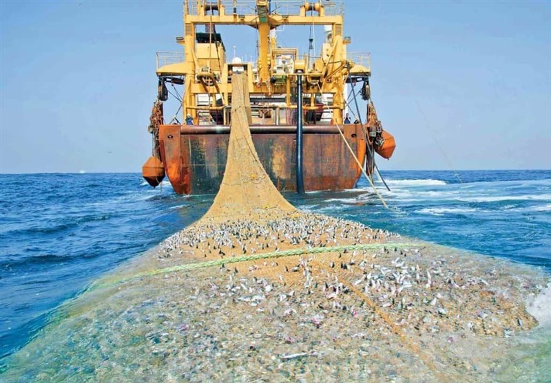 با وجود توقف دوساله صید ترال اطلاعاتی غیررسمی از ادامه کف‌روبی دریای عمان حکایت دارد