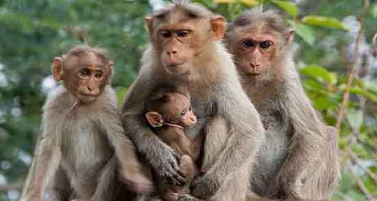 میمون‌های انتقامجو در هند ۲۵۰ سگ را کشتند