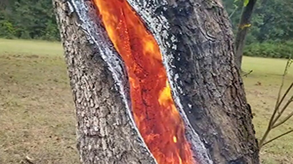 فیلم/ آتش افروزی مسافران نوروزی در پارک آمل