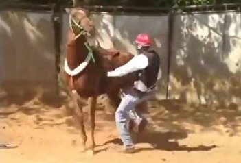 فیلم/ تلافی فوری اسب لگد خورده از سوارکارش!