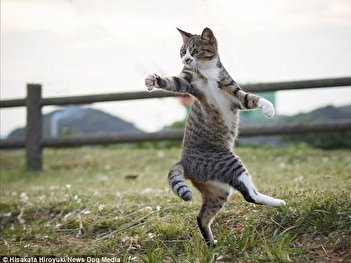 فیلم/ گربه کاراته باز چهار سگ را فراری داد!