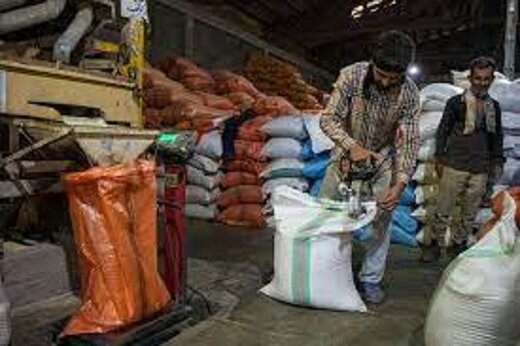 برنج ایرانی به کجا صادر می‌شود؟