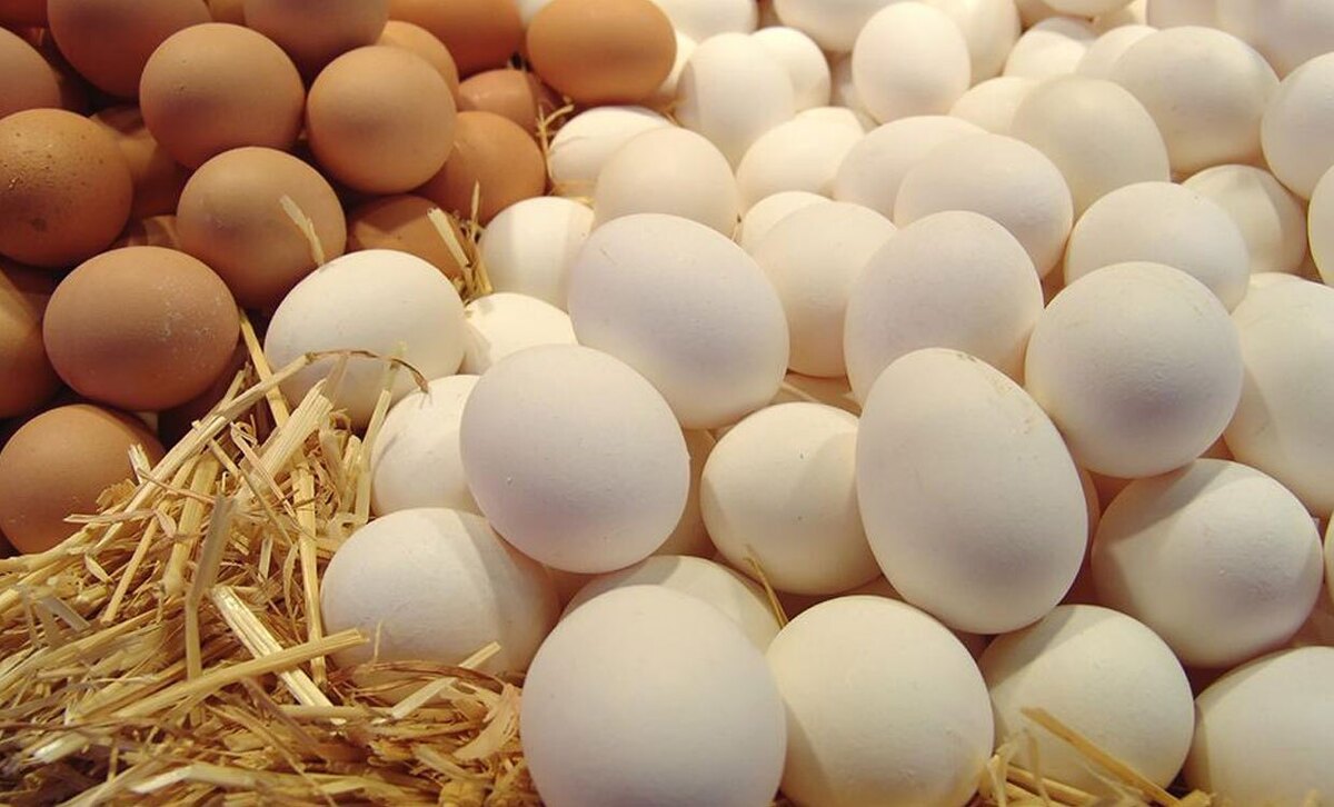 قیمت جدید مرغ و تخم‌ مرغ در میادین