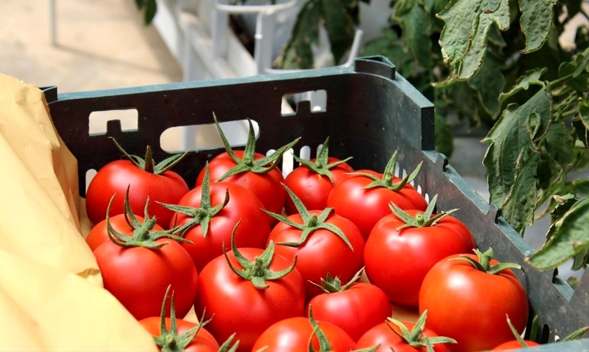 عوارض صادراتی گوجه فرنگی