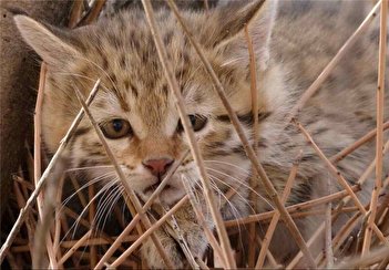 ویدئوی جذاب از گربه‌ های وحشی شاهرود