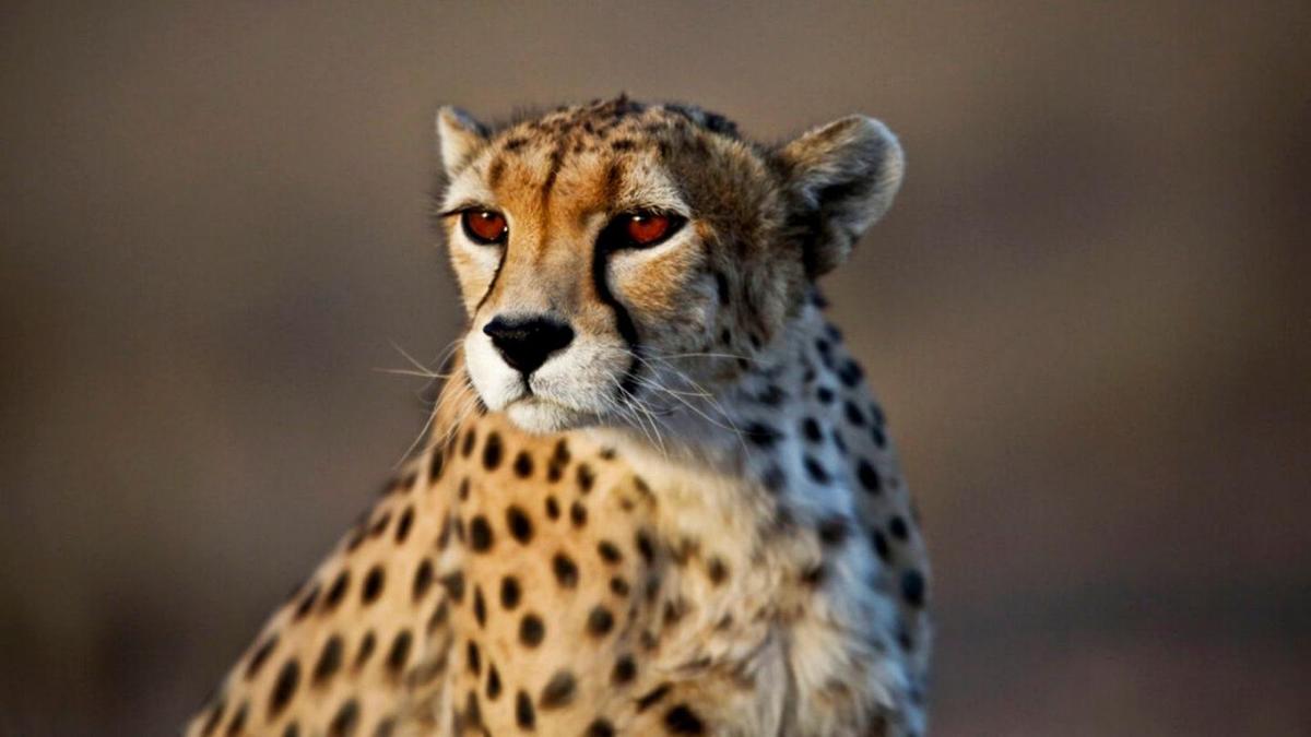 مرگ کوشکی یوزپلنگ ایرانی