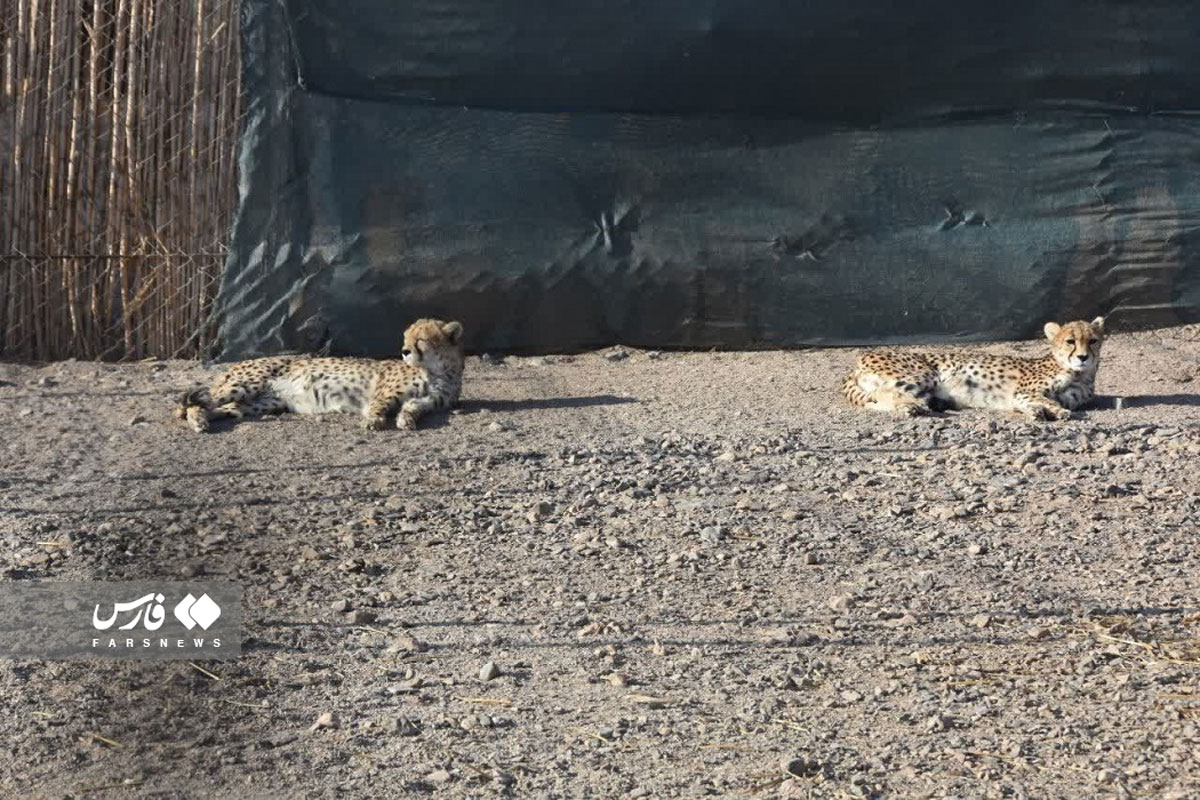 تصویری از کوشکی یوزپلنگ ایرانی که امروز تلف شد