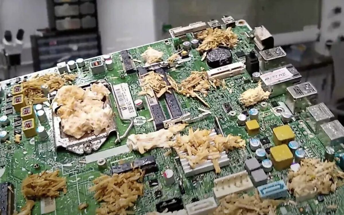 ساخت کامپیوتر با قارچ