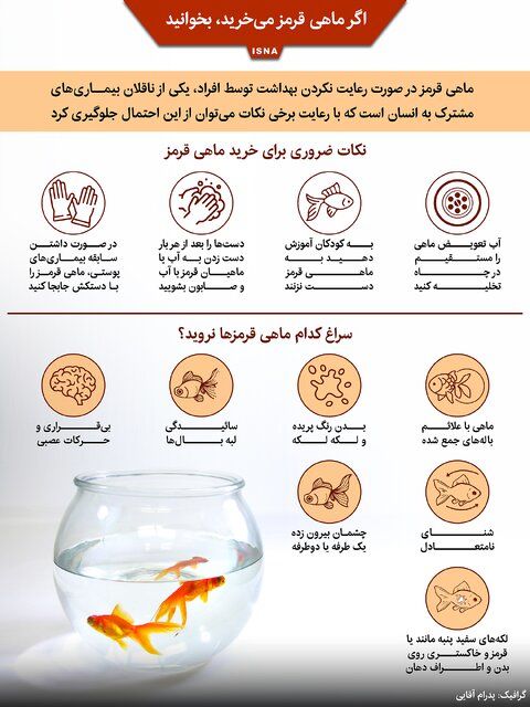 ماهی قرمز