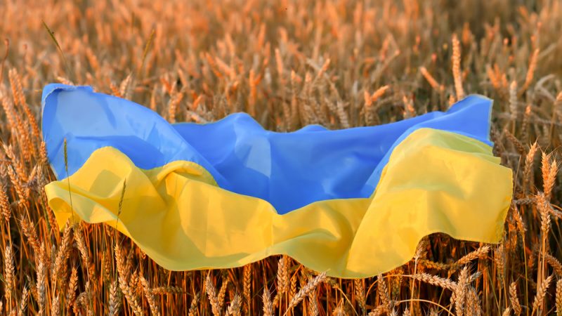 گندم اوکراین