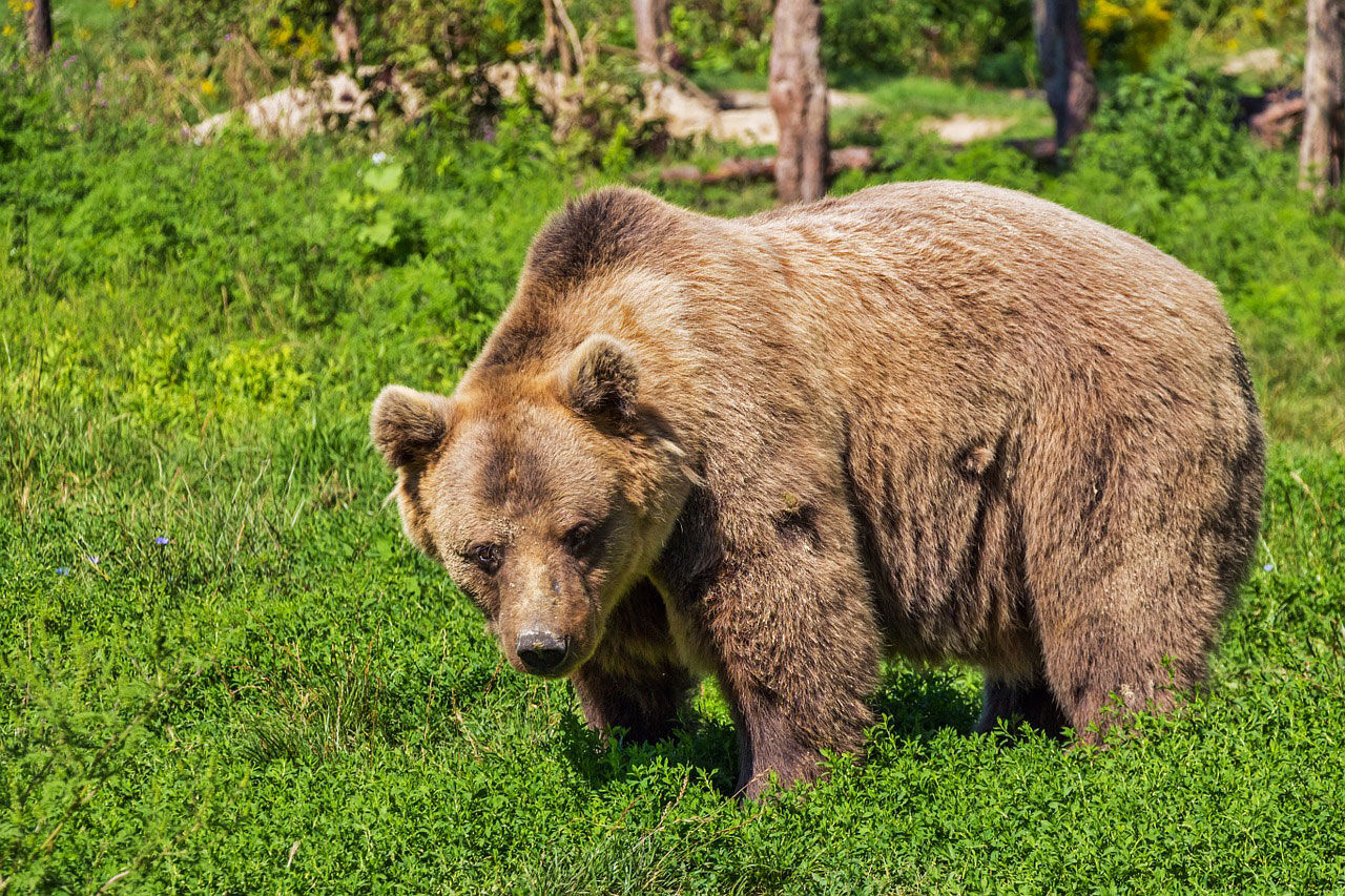 کشتار خرس‌ در ایران