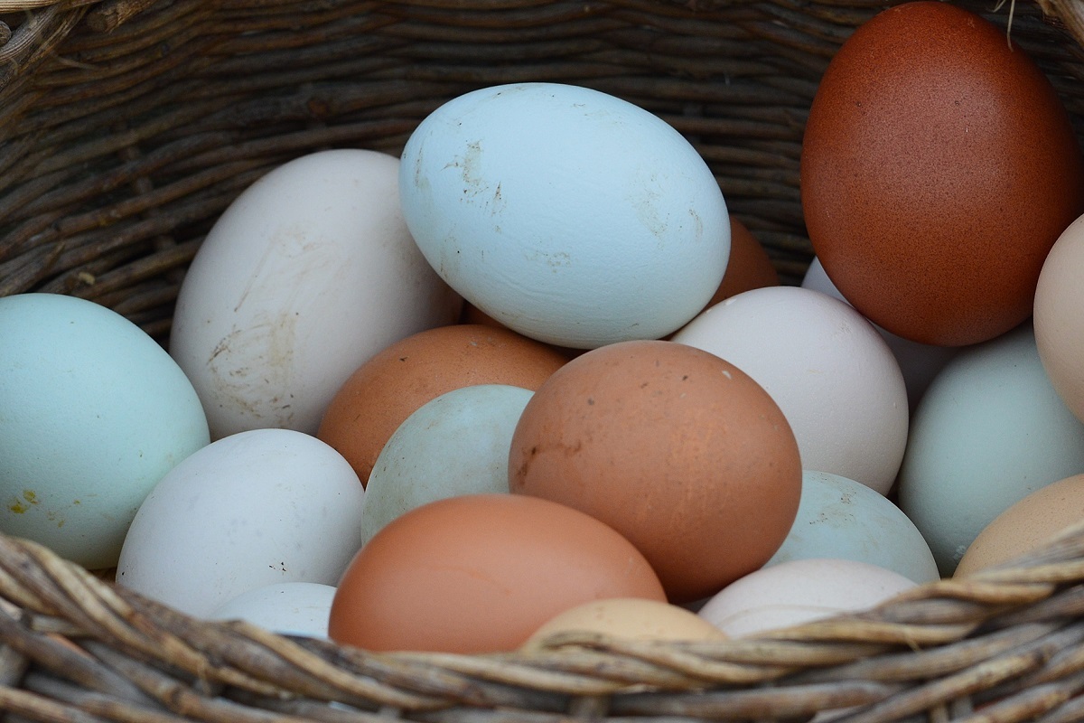 تخم مرغ محلی، اردک، غاز، بوقلمون و شتر مرغ چند؟