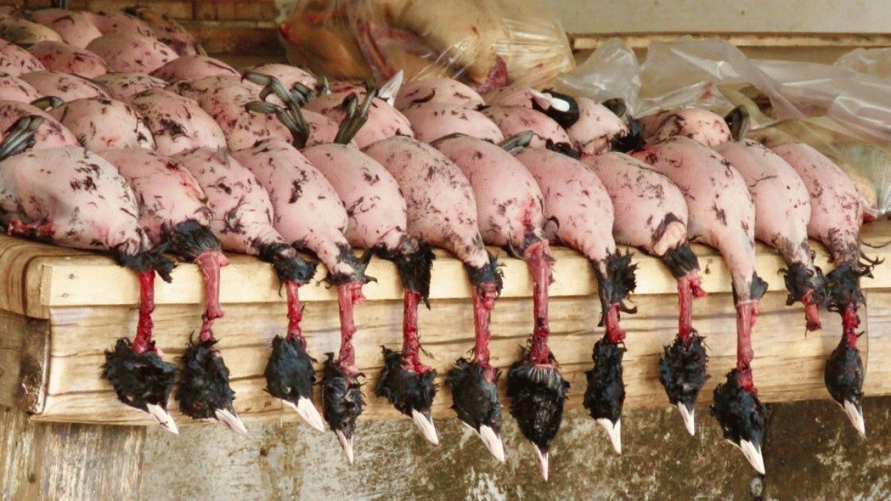 بازار پرندگان وحشی فریدونکنار